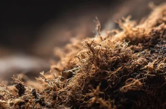 Купить грунт на основе торфа в Минске с доставкой